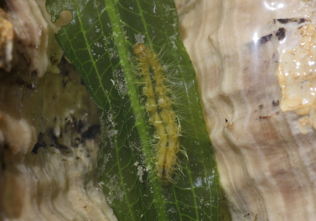Caterpillars in the water Piscinas Biológicas