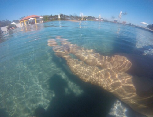 Dia da piscina biológica