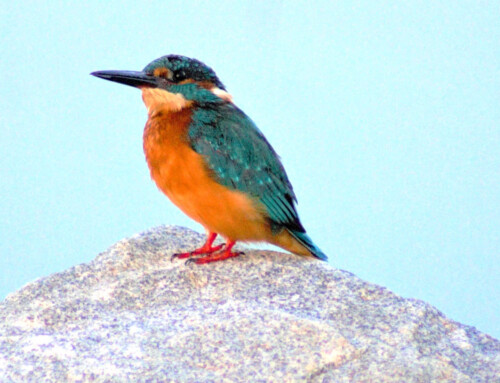 A colorful and elusive bird