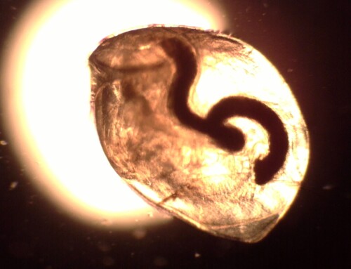 Water flea