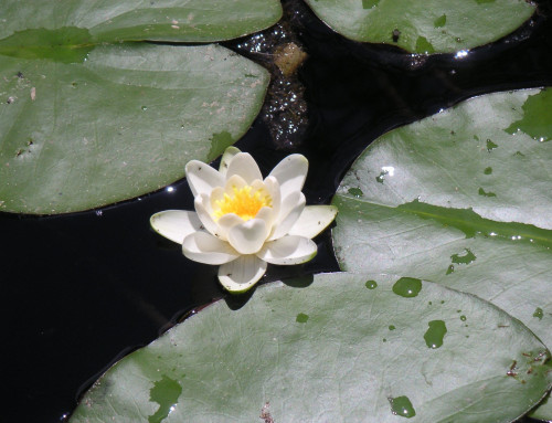 White waterlily