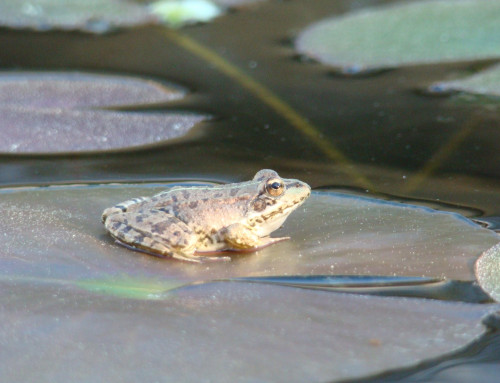 Song of the frogs