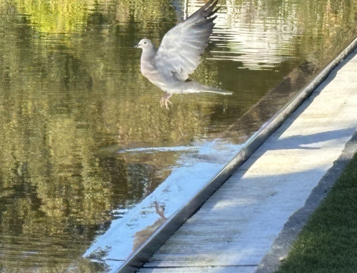 Birds are welcome